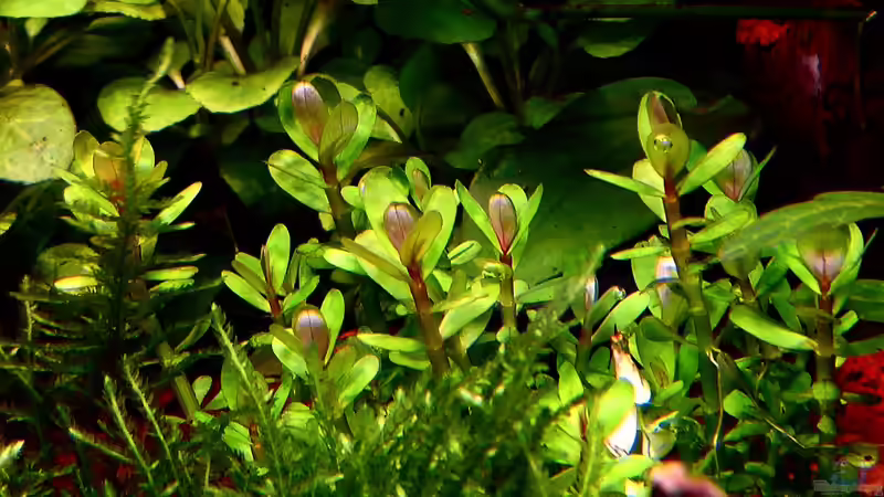 Pflanzen im Aquarium Bucetank von Scaper´s love Plants (22)