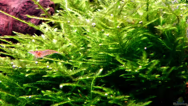 Pflanzen im Aquarium Bucetank von Scaper´s love Plants (26)