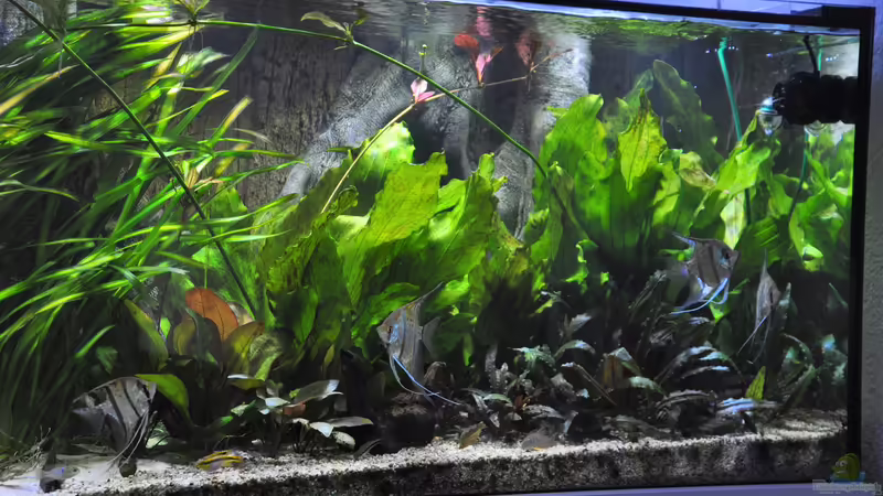 Pflanzen im Aquarium Büro 290 von Chris64 (13)