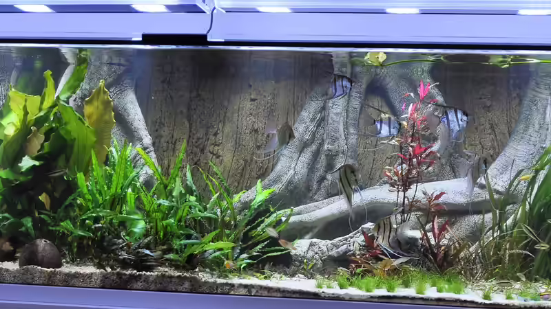 Pflanzen im Aquarium Büro 290 von Chris64 (14)