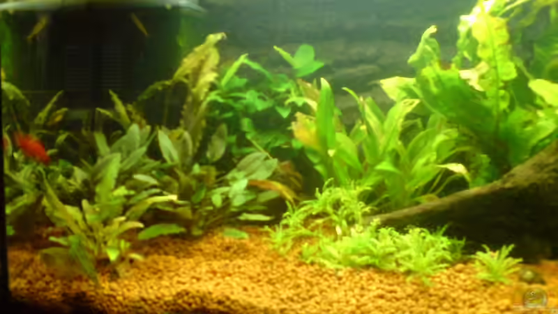 Pflanzen im Aquarium Bürobecken von Bbert (4)