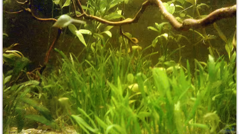 Pflanzen im Aquarium Buschfisch-Becken von mariajudyta (5)