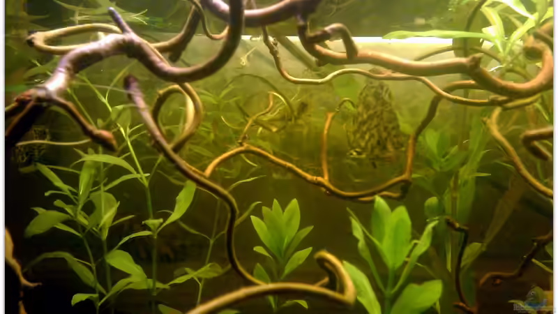 Pflanzen im Aquarium Buschfisch-Becken von mariajudyta (6)