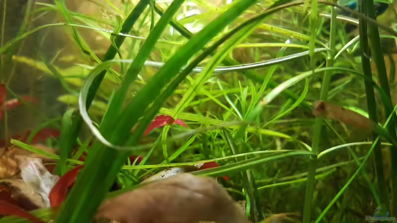 Pflanzen im Aquarium Caellachan&#039;s Manor (nur noch Beispiel) von southheart (2)