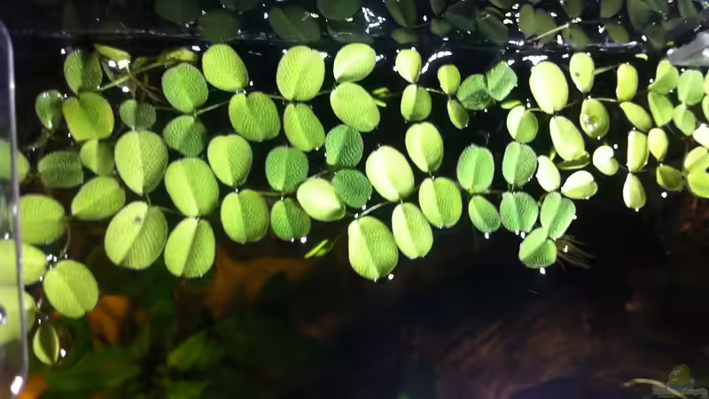 Pflanzen im Aquarium Cambarellus von Bavaria (5)