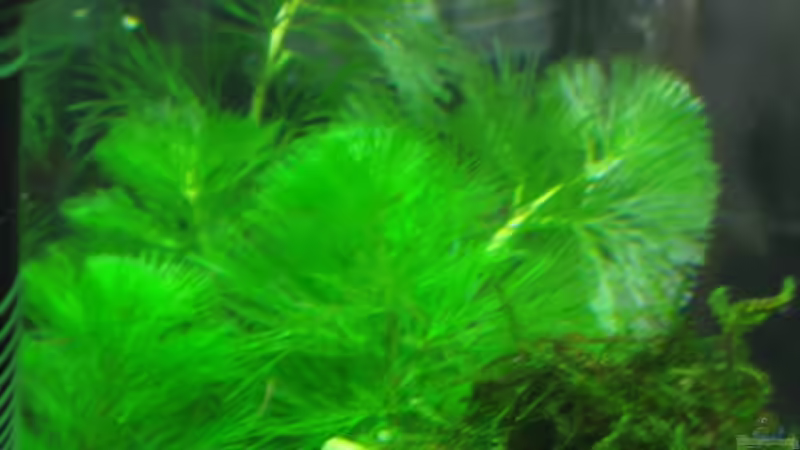 Pflanzen im Aquarium Caty`s Garnelotopia von Caty (4)