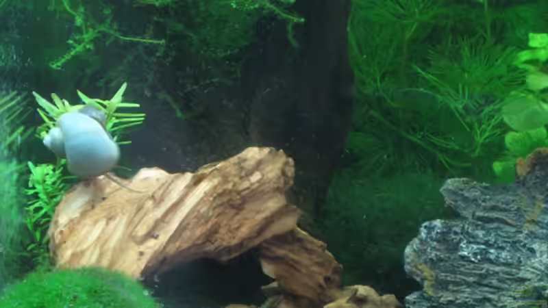 Pflanzen im Aquarium Caty`s Garnelotopia von Caty (5)