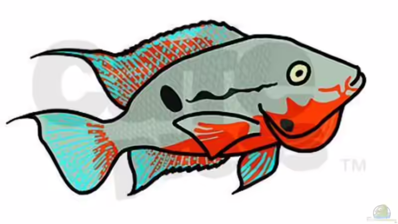 Pflanzen im Aquarium Central American River von Laura (34)