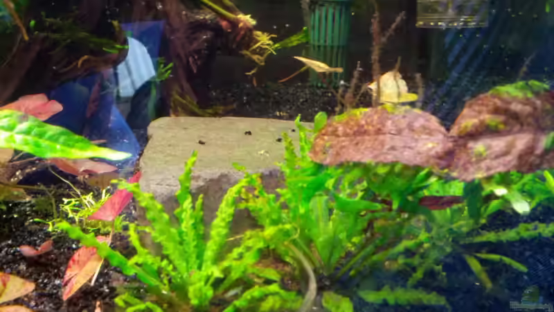 Pflanzen im Aquarium Channa Home (nur noch als Beispiel) von Rabunz3l (3)