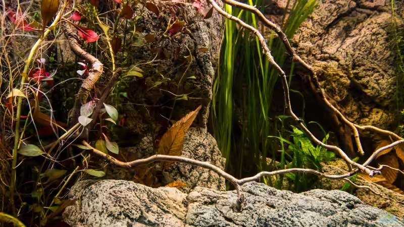 Pflanzen im Aquarium Chichlidius Tank von GoreSlayer (22)