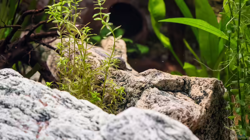 Pflanzen im Aquarium Chichlidius Tank von GoreSlayer (24)