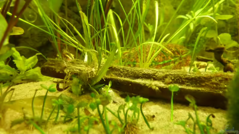 Pflanzen im Aquarium Chillout Zone von xxxFabixxx (5)