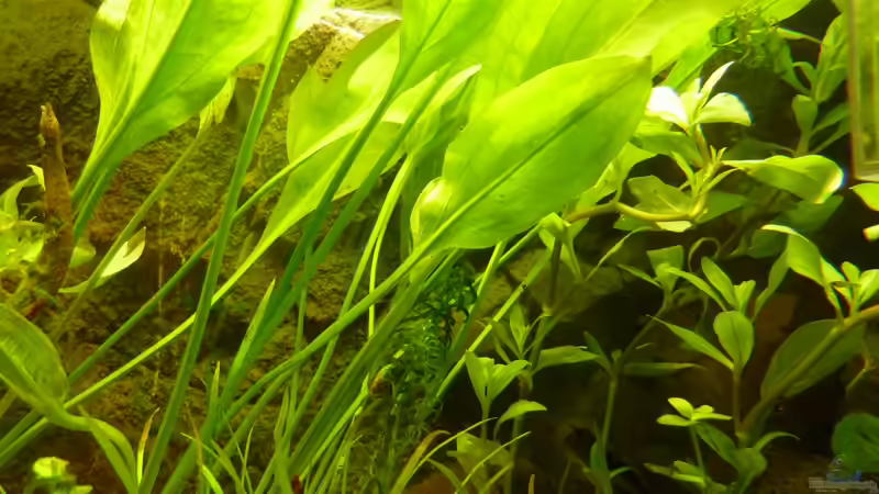 Pflanzen im Aquarium Chillout Zone von xxxFabixxx (6)
