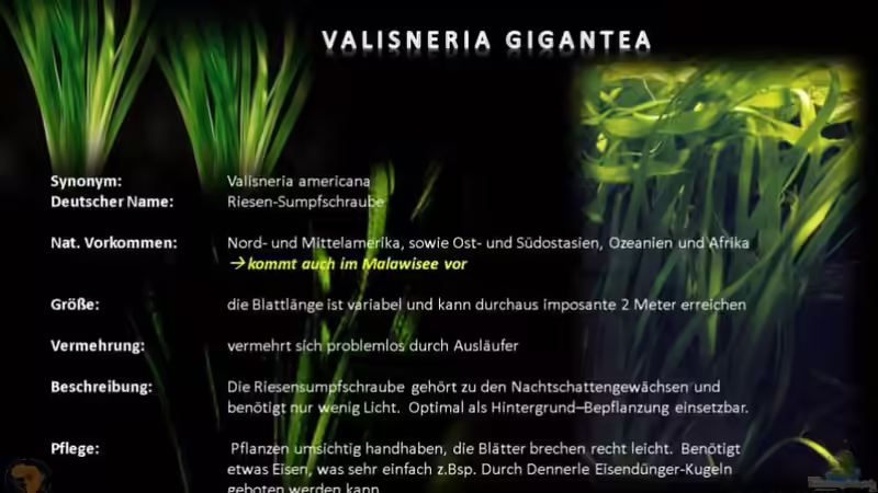 Pflanzen im Aquarium Chrisly on Malawi von Chrisly (6)