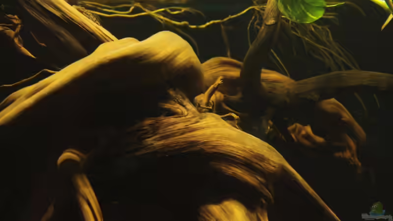 Pflanzen im Aquarium Cichlid Pearls vekauft von die Perle... (15)