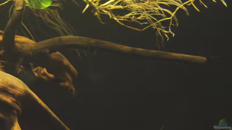 Pflanzen im Aquarium Cichlid Pearls vekauft von die Perle... (17)