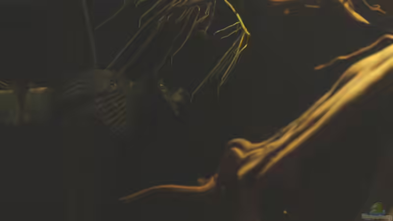 Pflanzen im Aquarium Cichlid Pearls vekauft von die Perle... (18)