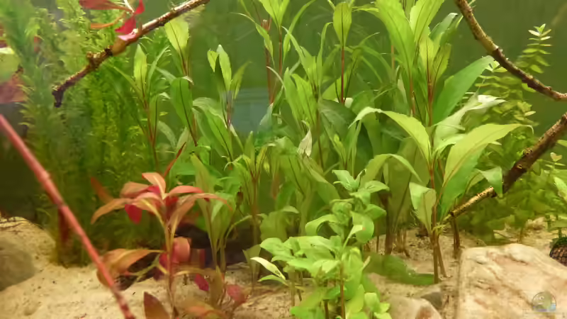 Pflanzen im Aquarium Colomesus asellus im Gesellschaftsaquarium von Leon St (10)