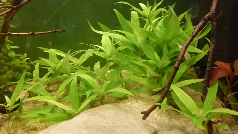 Pflanzen im Aquarium Colomesus asellus im Gesellschaftsaquarium von Leon St (11)