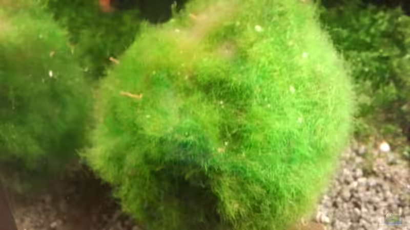 Pflanzen im Aquarium Crystal Red Home von Goldi 1977 (2)