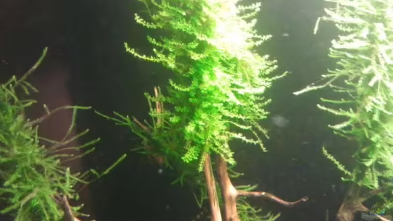 Pflanzen im Aquarium Crystal Red Home von Goldi 1977 (4)