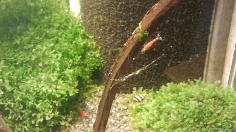 Pflanzen im Aquarium Crystal Red Home von Goldi 1977 (5)