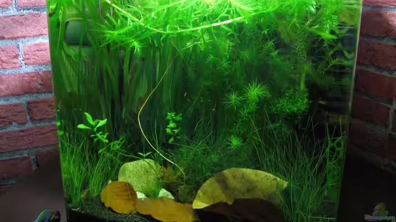 Pflanzen im Aquarium Crystal Reds von Marlone (6)