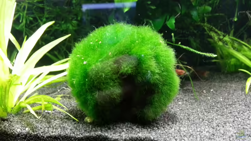 Pflanzen im Aquarium Cube.. das erste von Deladriel (5)