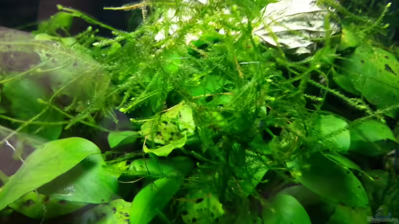 Pflanzen im Aquarium Cube.. das erste von Deladriel (6)