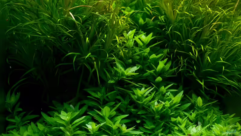 Pflanzen im Aquarium Cube 40x40x40 von pogona (3)