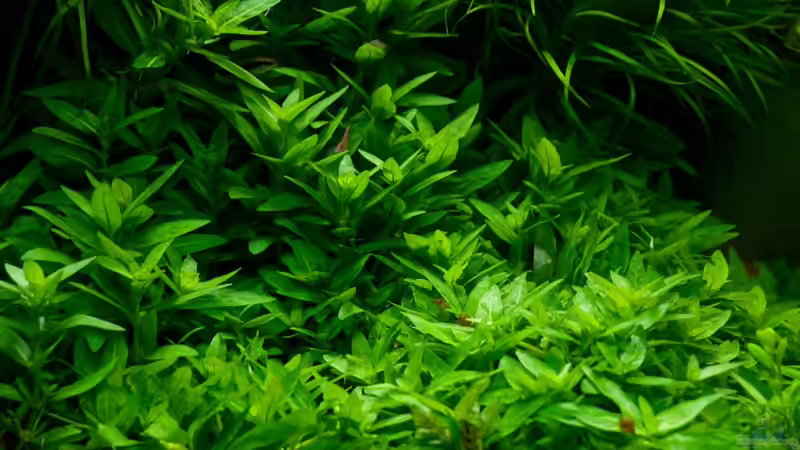 Pflanzen im Aquarium Cube 40x40x40 von pogona (5)