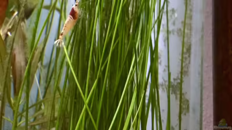 Pflanzen im Aquarium Cube60 von Tom81 (10)