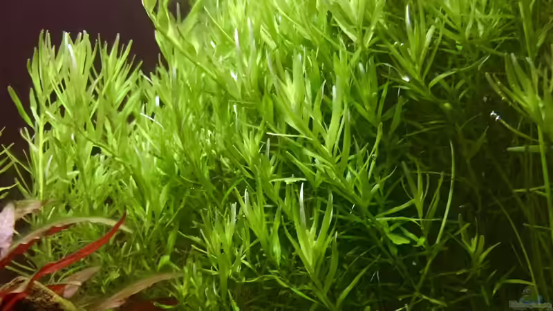 Pflanzen im Aquarium Cube60 von Tom81 (12)