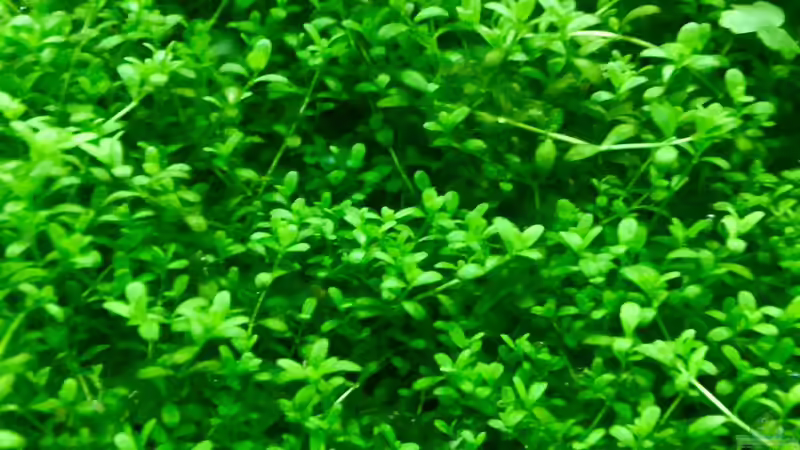 Pflanzen im Aquarium Cube60 von Tom81 (13)