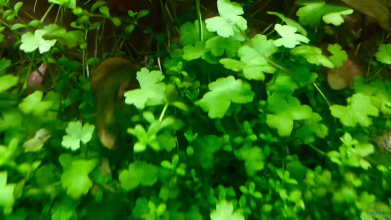 Pflanzen im Aquarium Cube60 von Tom81 (6)