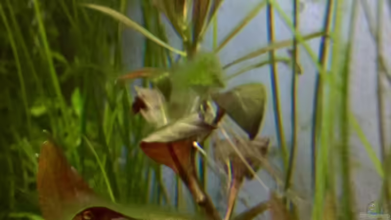 Pflanzen im Aquarium Cube60 von Tom81 (7)