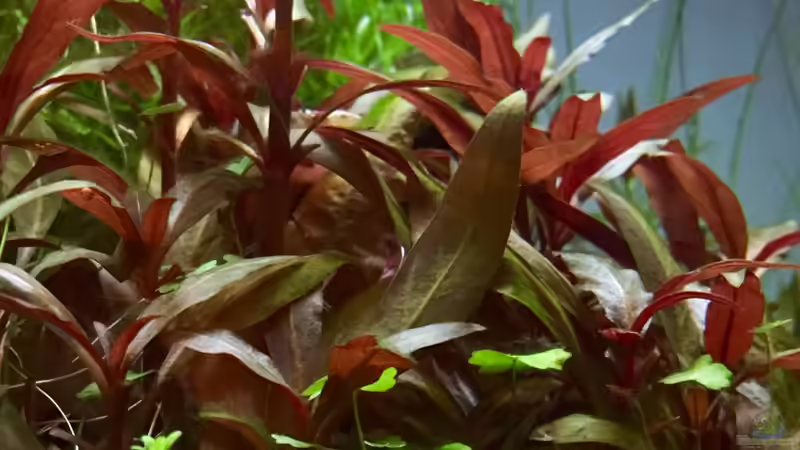 Pflanzen im Aquarium Cube60 von Tom81 (8)