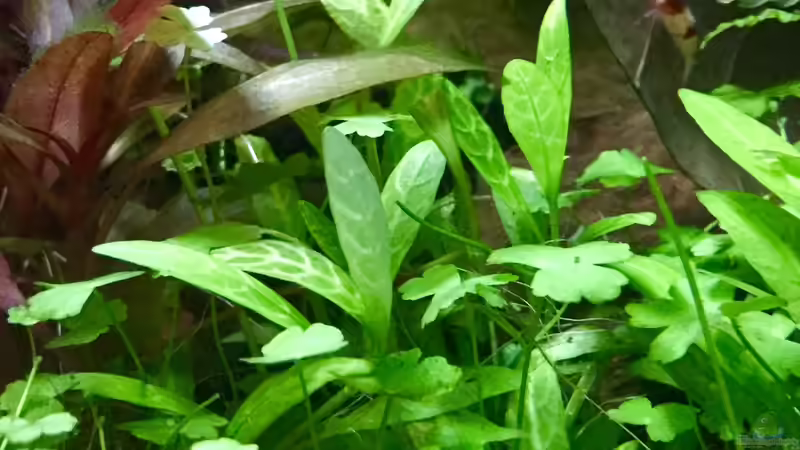 Pflanzen im Aquarium Cube60 von Tom81 (9)