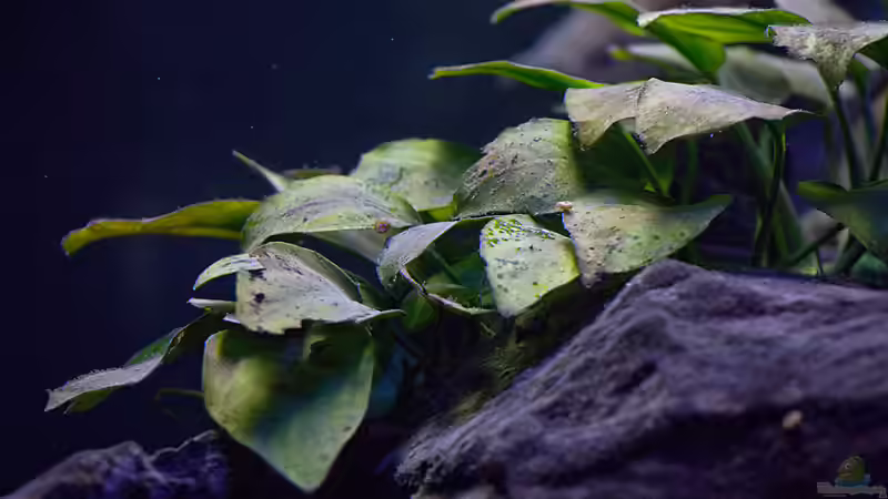 Pflanzen im Aquarium D-$To®M ( My First ) Nur noch als Beispiel von Erik H. (23)