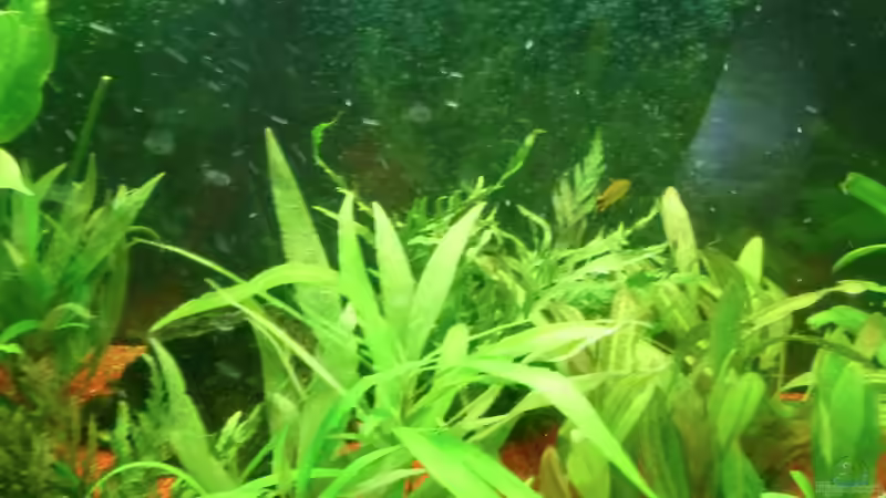 Pflanzen im Aquarium Dannys Aquarium von Danny Müller (3)