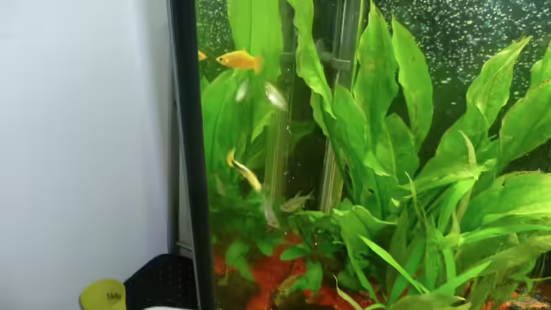 Pflanzen im Aquarium Dannys Aquarium von Danny Müller (5)