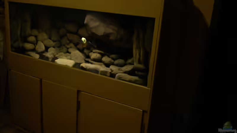 Pflanzen im Aquarium dark dream von LaEy (18)