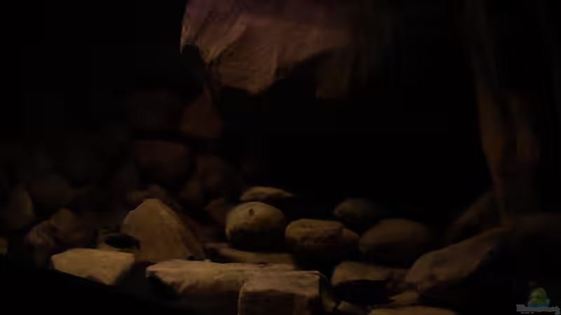 Pflanzen im Aquarium dark dream von LaEy (19)