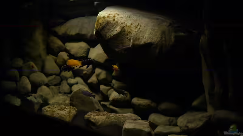 Pflanzen im Aquarium dark dream von LaEy (20)