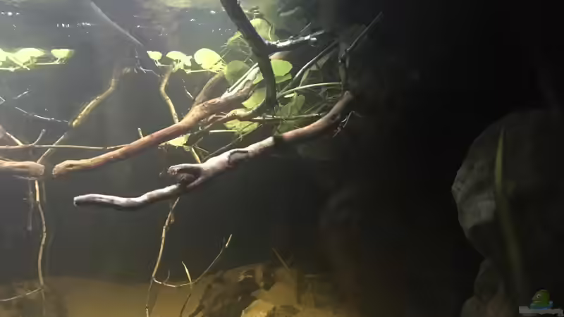 Pflanzen im Aquarium DARK ROOTS (aufgelöst) von der Steirer (36)