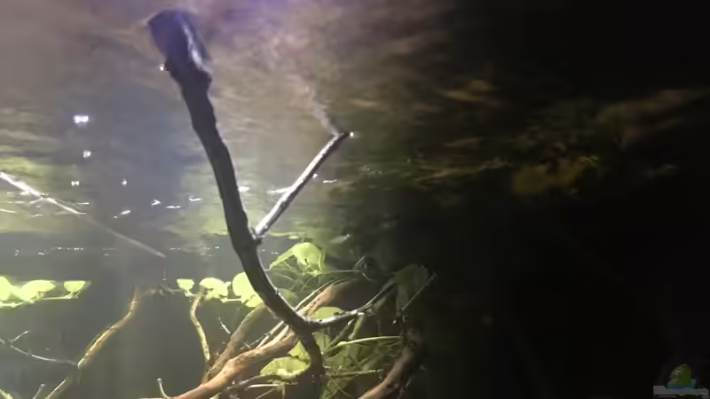 Pflanzen im Aquarium DARK ROOTS (aufgelöst) von der Steirer (37)