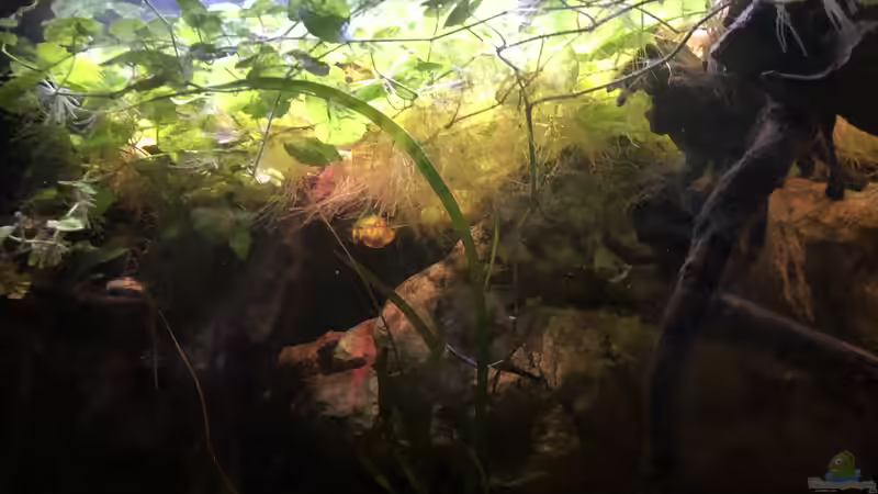 Pflanzen im Aquarium DARK ROOTS (aufgelöst) von der Steirer (38)