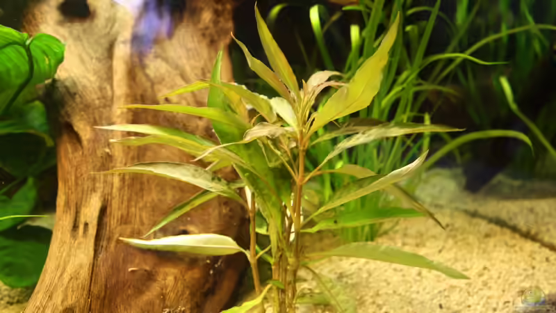 Pflanzen im Aquarium Das Flagschiff von schnapper (10)