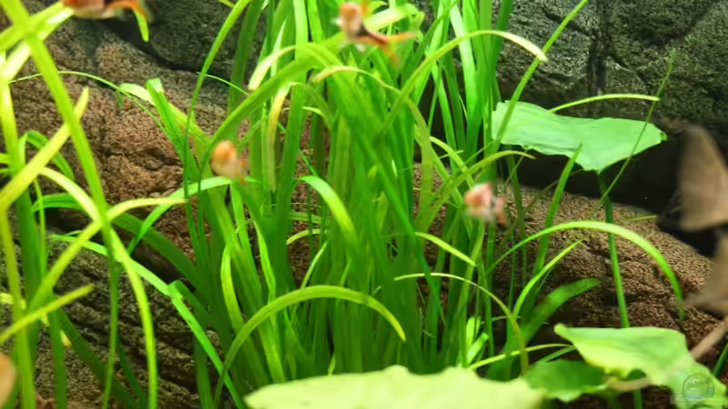 Pflanzen im Aquarium Das Flagschiff von schnapper (8)