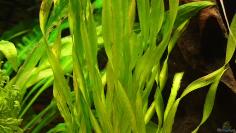 Pflanzen im Aquarium Das Flagschiff von schnapper (9)